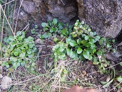 Myosotis pansa pansa