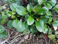 Myosotis pansa pansa