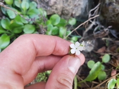 Myosotis pansa pansa