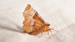 Selenia lunularia