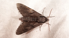 Sphinx maurorum