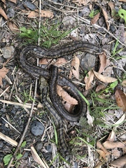 Elaphe quadrivirgata