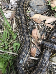Elaphe quadrivirgata