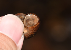 Cyclophorus moellendorffi