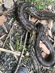 Elaphe quadrivirgata