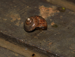 Cyclophorus moellendorffi