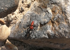 Alpaida versicolor