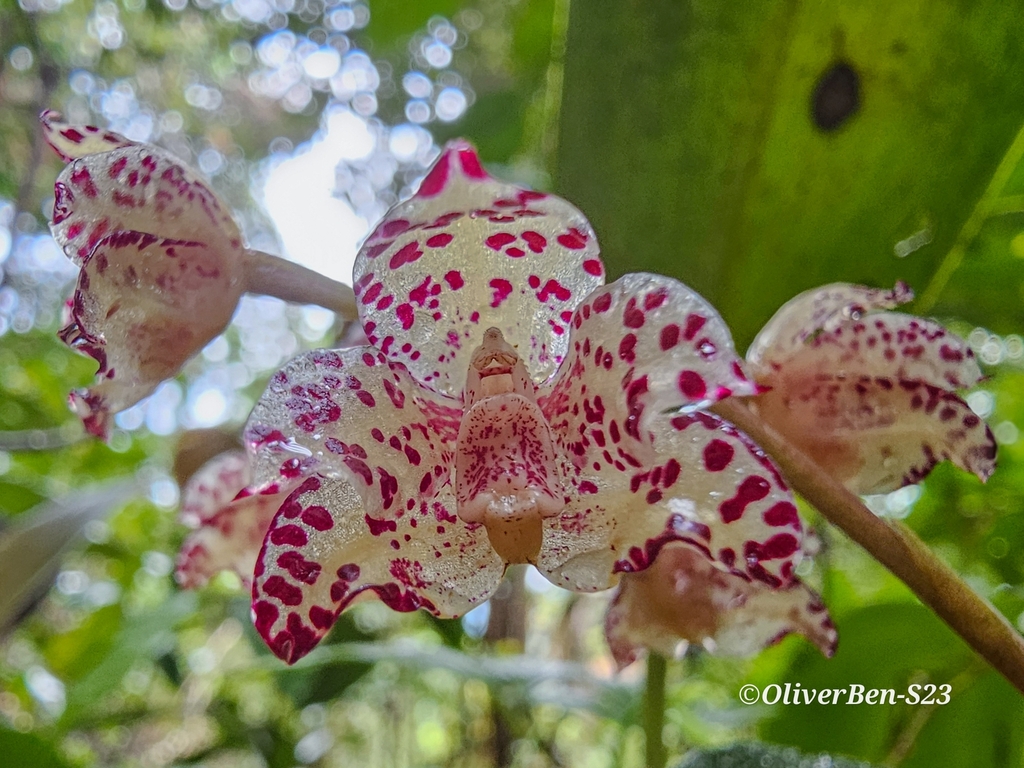 Bulbophyllum refractilingue