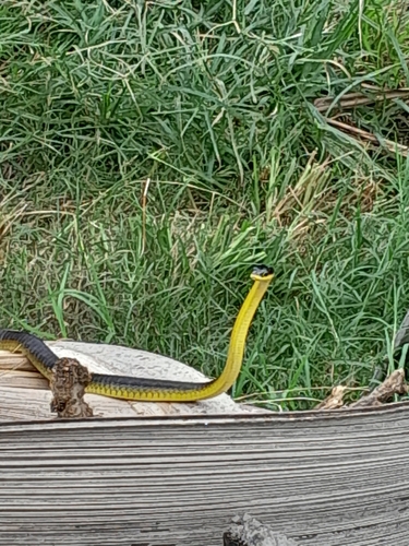 Common Tree Snake sighting