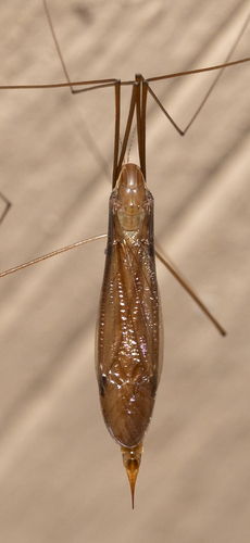 Nephrotoma rogersi