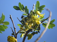 Sophora howinsula, photograph (c) ian_mcallan, some rights reserved (CC BY)