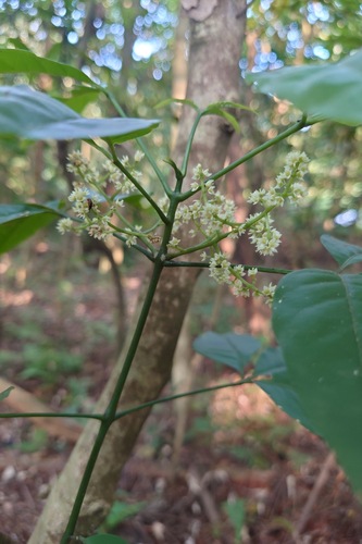 Image of Melicope pteleifolia by (c) 如此甚好, some rights reserved (CC BY)