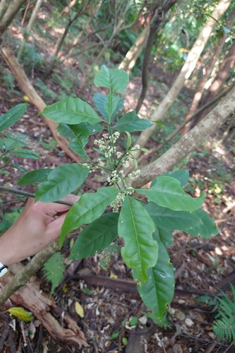 Image of Melicope pteleifolia by (c) 如此甚好, some rights reserved (CC BY)