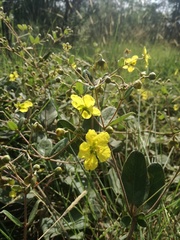 Sphedamnocarpus pruriens pruriens