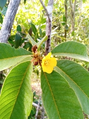 Hugonia brewerioides