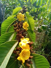 Hugonia brewerioides