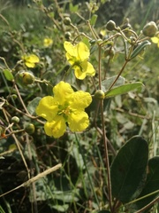 Sphedamnocarpus pruriens pruriens