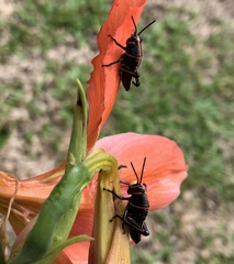 Taeniopoda varipennis