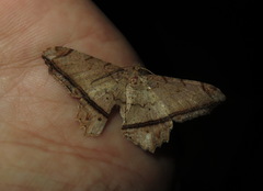 Chiasmia monticolaria