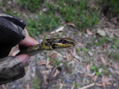 Elaphe quadrivirgata