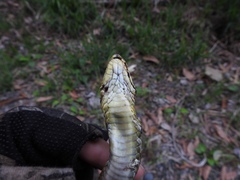Elaphe quadrivirgata