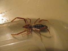 Eremobatidae