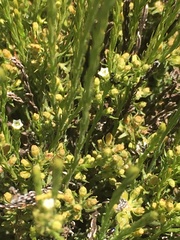 Thesium transvaalense