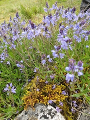Veronica satureiifolia
