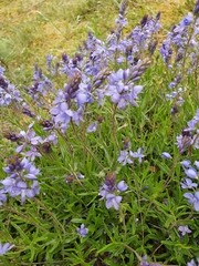 Veronica satureiifolia