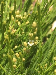 Thesium transvaalense