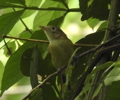 Pachysylvia aurantiifrons