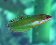 Halichoeres brownfieldi