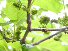Morus nigra