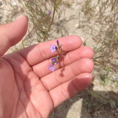 coastal gilia (Gilia diegensis)