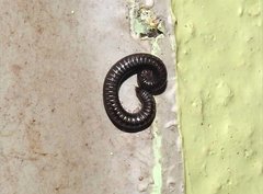 Anaulaciulus tonginus