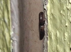 Anaulaciulus tonginus