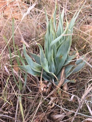 Ledebouria marginata