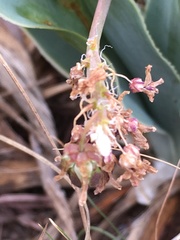 Ledebouria marginata
