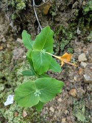 Lonicera flava