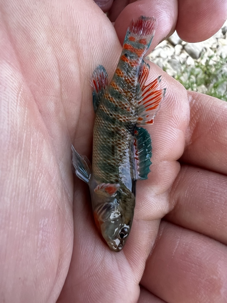 Rainbow Darter from Ridgeway Ave, Falmouth, KY, US on May 13, 2024 at