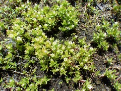 Gratiola ebracteata