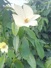 Dalechampia subternata image