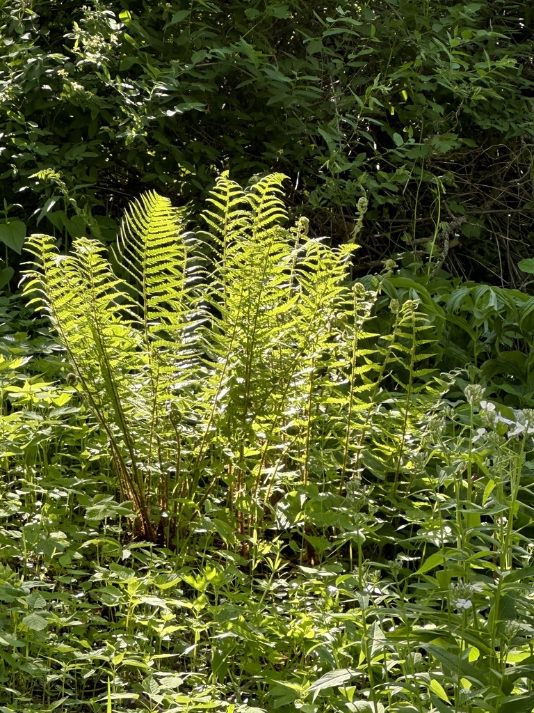 Dryopteris filix-mas, Dane County, US-WI, US