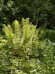 Dryopteris filix-mas