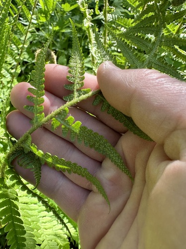 Dryopteris filix-mas