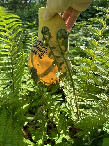 Dryopteris filix-mas