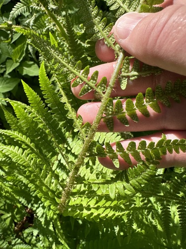 Dryopteris filix-mas