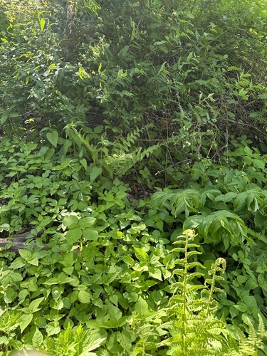 Dryopteris filix-mas
