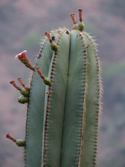 Isolatocereus dumortieri