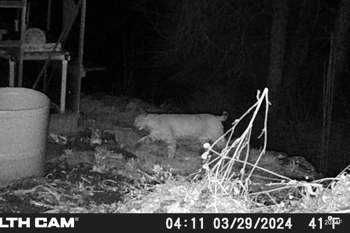 Bobcat photographed in Washington